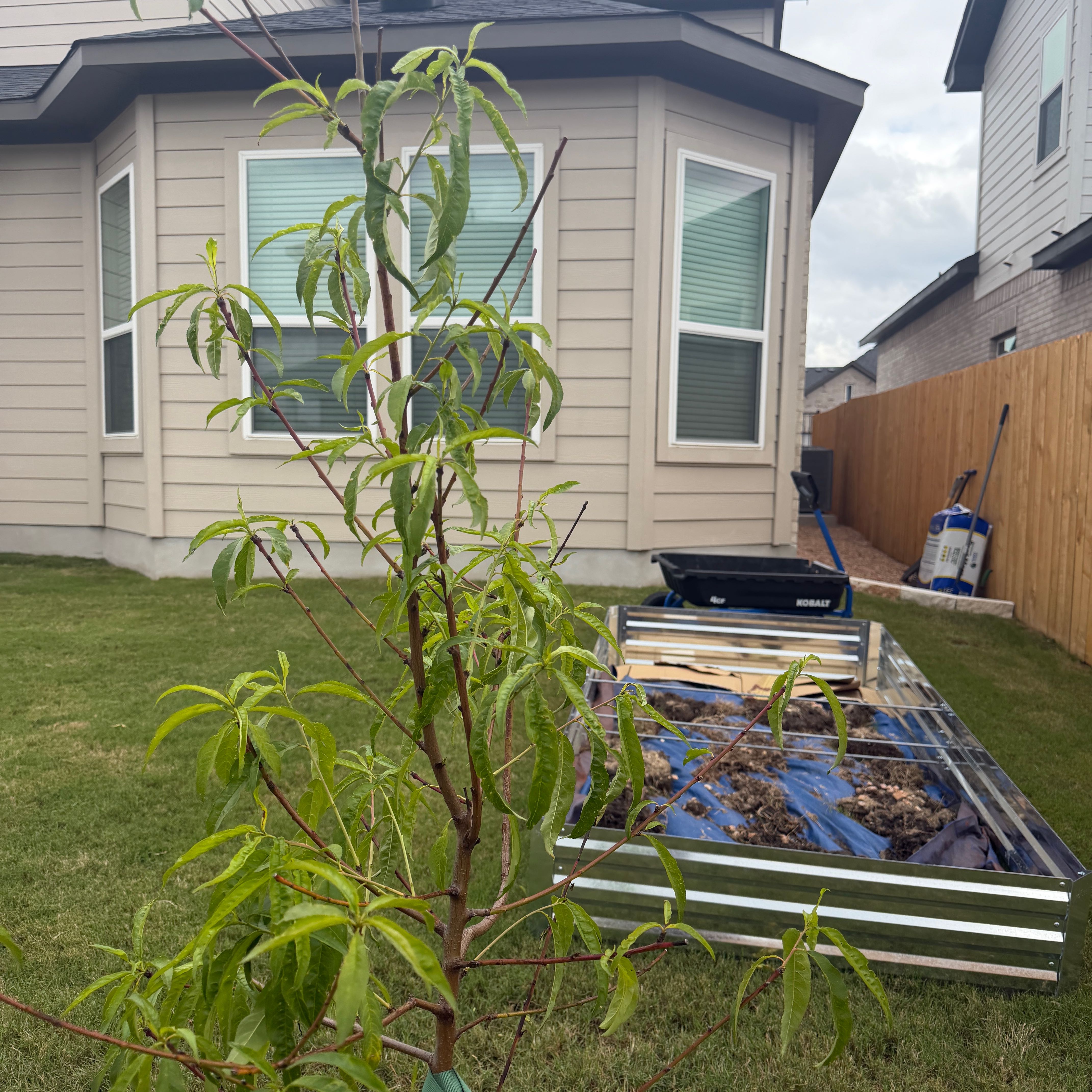 Photo of the plant species Peach Tree by @CaredforFlax29 named Pax on Greg, the plant care app
