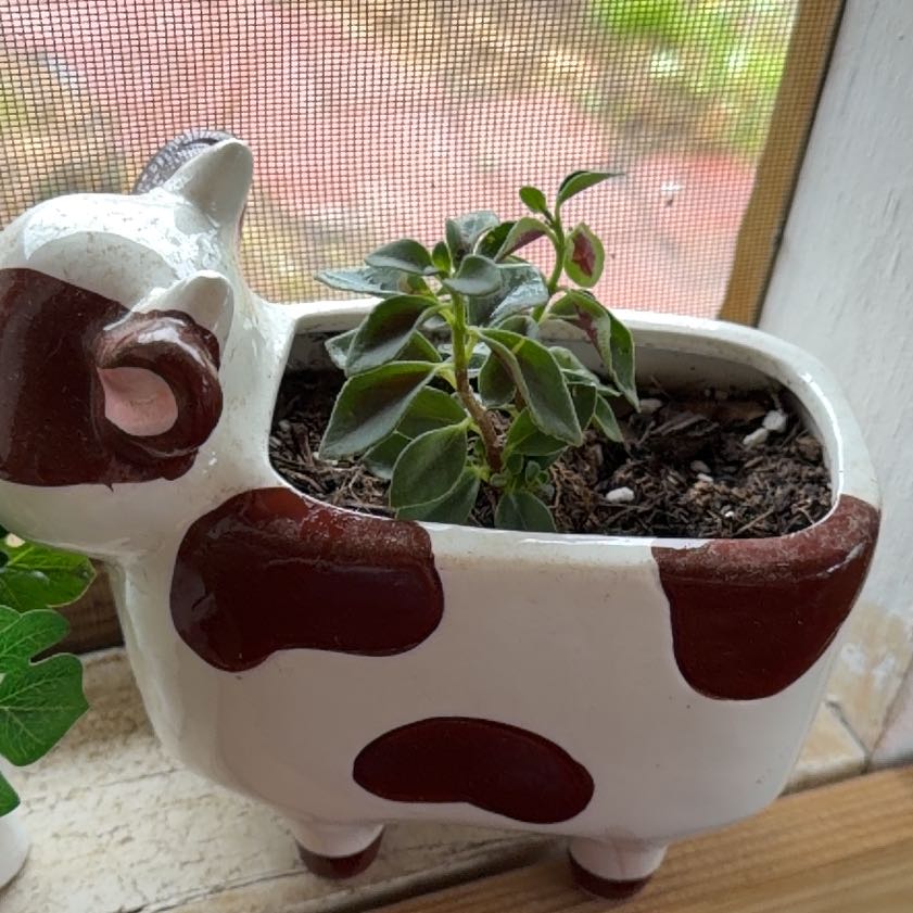 Photo of the plant species Calico Kitten by @FancySmellfox54 named Daphne on Greg, the plant care app