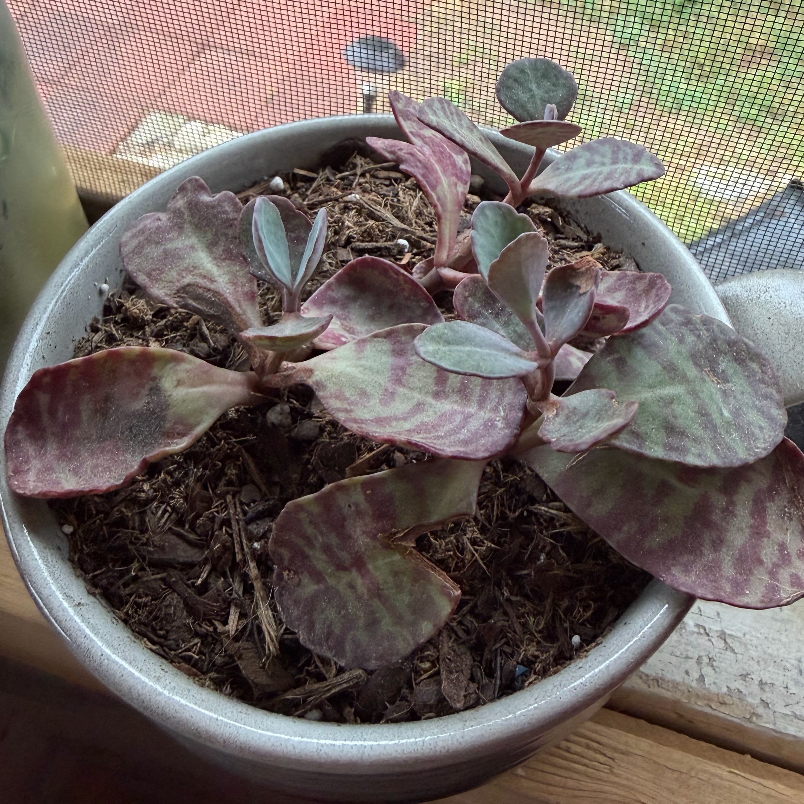 Photo of the plant species Kalanchoe 'Desert Surprise' by @FancySmellfox54 named Mollie on Greg, the plant care app