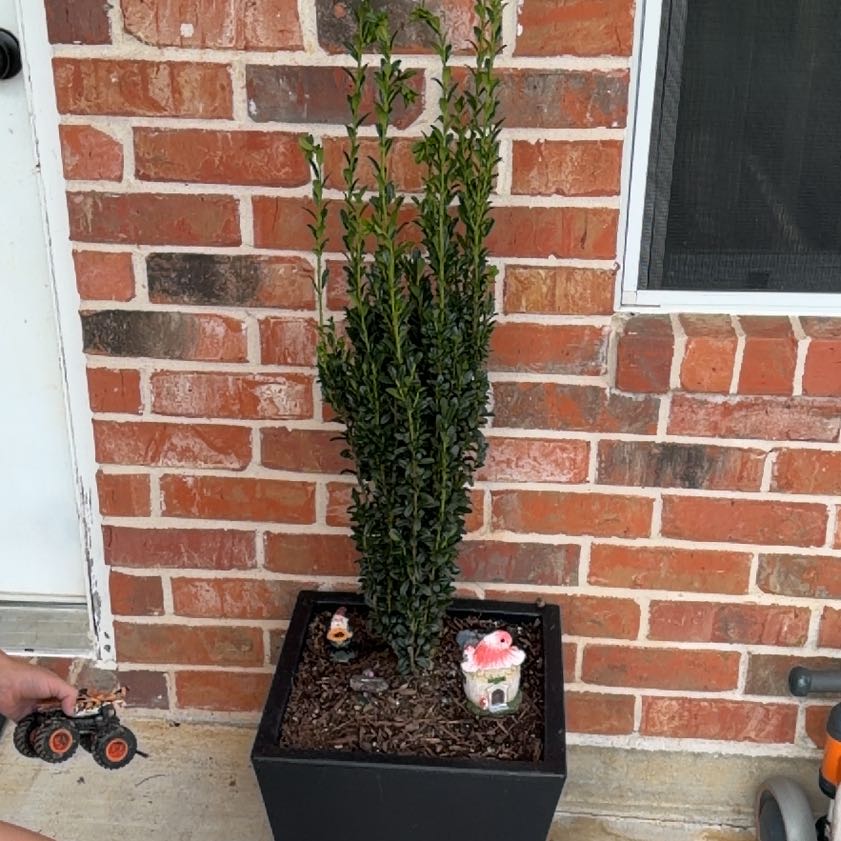Photo of the plant species Sky Pencil Japanese Holly by @Cafindley99 named Sir Plancelot on Greg, the plant care app