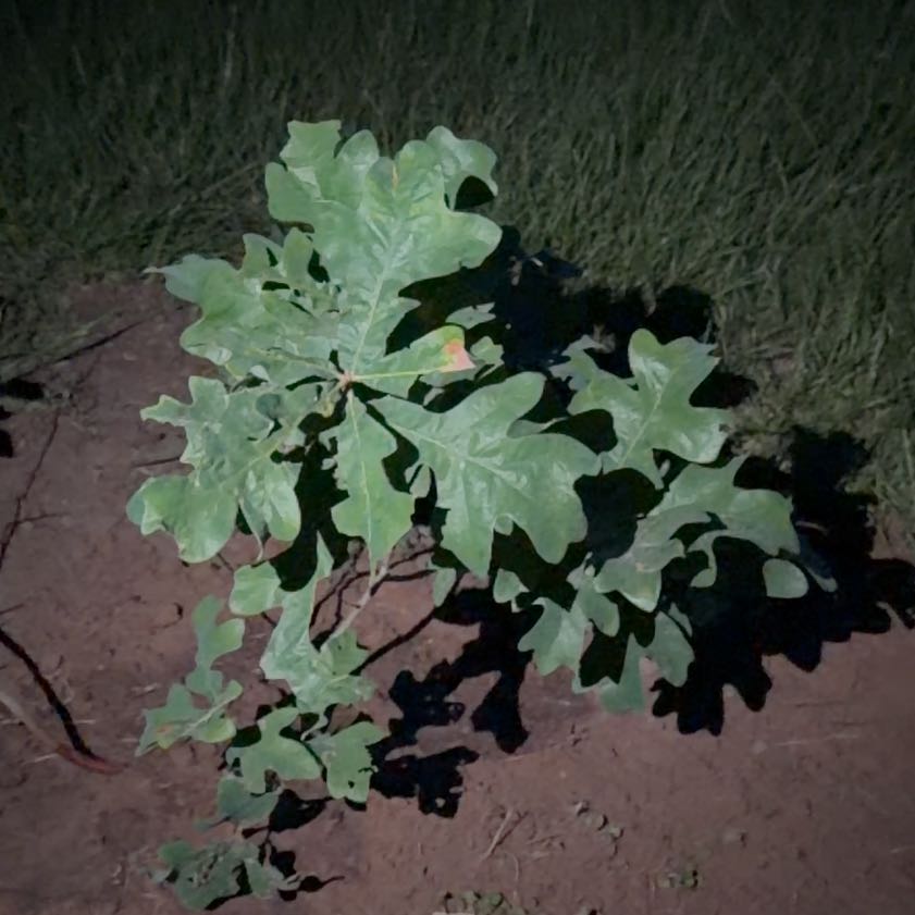 Photo of the plant species White Oak by @Cafindley99 named Curie on Greg, the plant care app