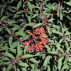 Photo of the plant species Scarlet Bush by @Cafindley99 named Harper on Greg, the plant care app
