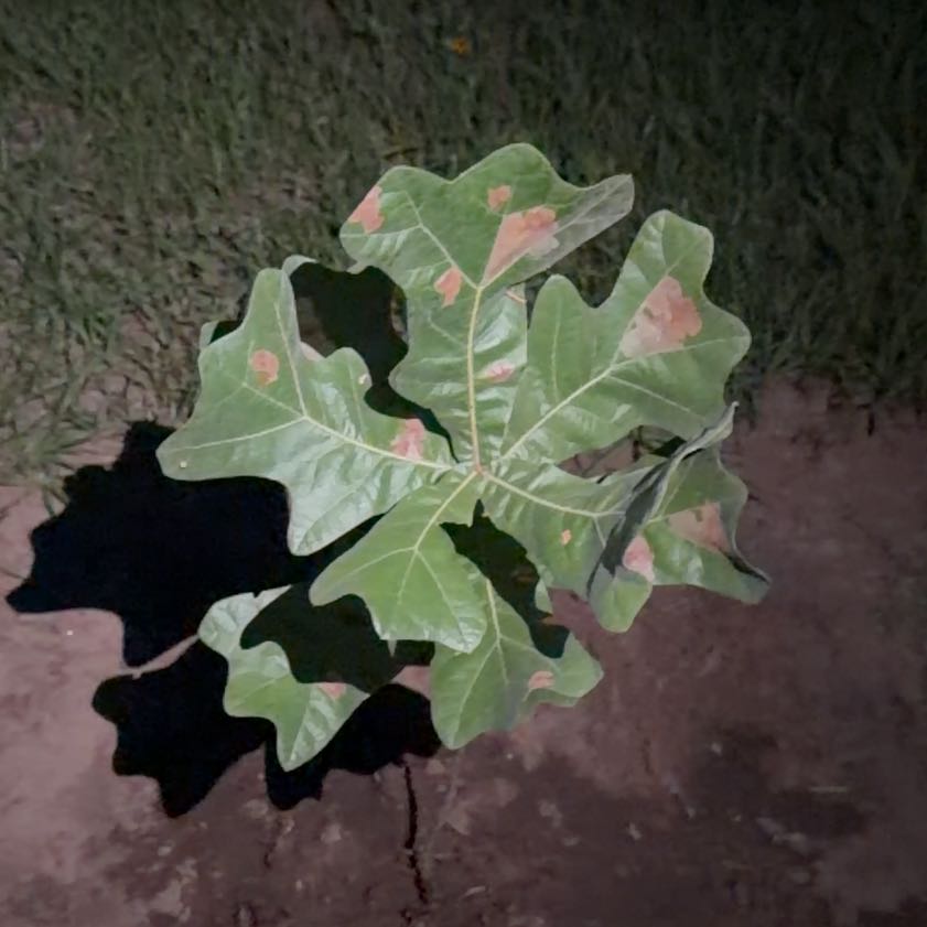 Photo of the plant species Southern Red Oak by @Cafindley99 named Kylie on Greg, the plant care app