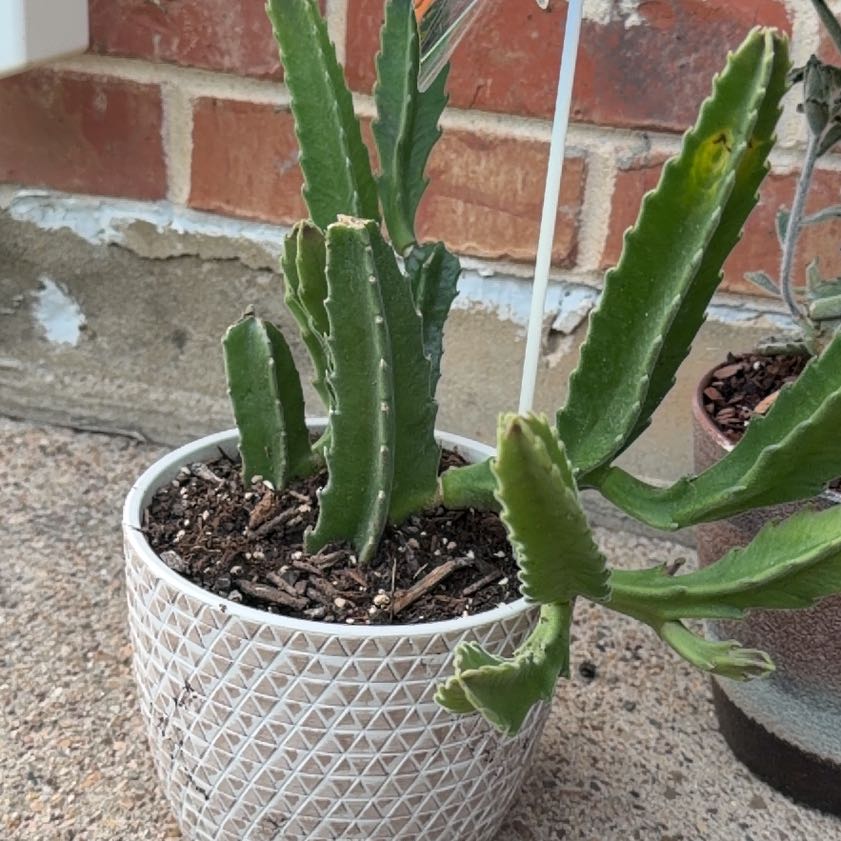 Photo of the plant species Purple Starfish cactus by @Cafindley99 named Rihanna on Greg, the plant care app