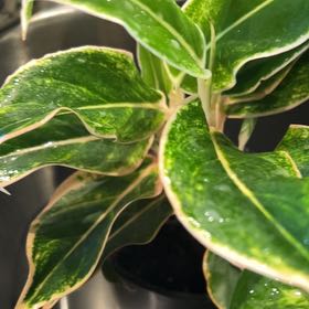 Photo of the plant species Holly by @PrimoPomelo69 named Madonna on Greg, the plant care app