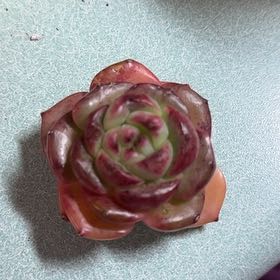 Photo of the plant species Beehive Ginger by @FreeTobacco62 named Winston on Greg, the plant care app