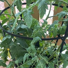 Photo of the plant species Tomato 'Better Boy' by @ChicPoisonpie41 named Orlando Bloom on Greg, the plant care app
