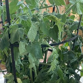 Photo of the plant species Tomato 'Better Bush' by @ChicPoisonpie41 named Baesil on Greg, the plant care app