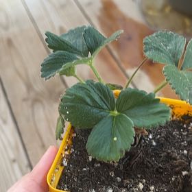 Photo of the plant species Strawberry 'Fort Laramie' by @ChicPoisonpie41 named Curiepy on Greg, the plant care app