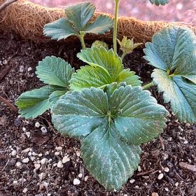 Photo of the plant species Strawberry 'Fort Laramie' by @ChicPoisonpie41 named Kylie on Greg, the plant care app