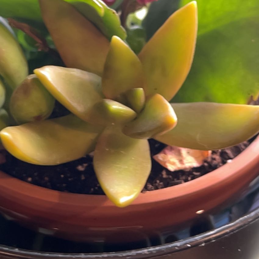 Photo of the plant species Golden Sedum by @ChicPoisonpie41 named Winston on Greg, the plant care app