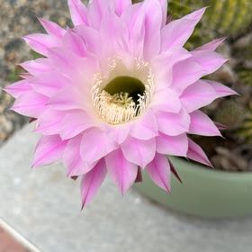 Photo of the plant species Sacred Lotus by @JovialFlax12 named Dax on Greg, the plant care app