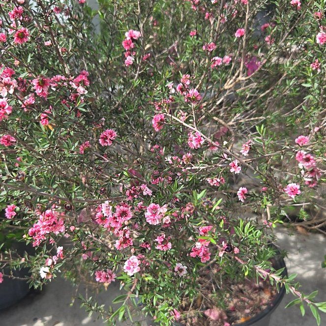 Photo of the plant species New Zealand Tea Tree by @YeveRedpine56 named Cleopatra on Greg, the plant care app