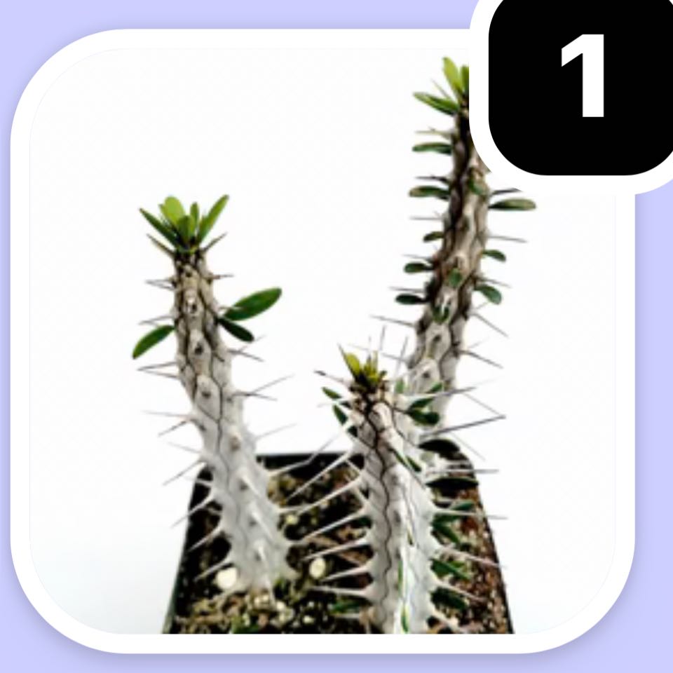 Photo of the plant species Madagascar Ocotillo by @SmartAntplant79 named Leonardo on Greg, the plant care app