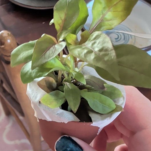 Photo of the plant species Variegated Blood Leaf by @HeraldedTipa39 named Ulysses S Plant on Greg, the plant care app