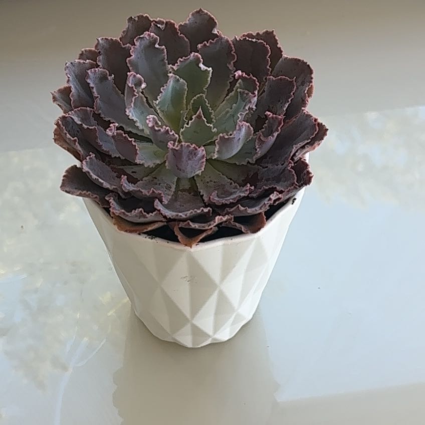 Photo of the plant species Echeveria 'Neon Breakers' by @StarBlueweed2 named Drake on Greg, the plant care app