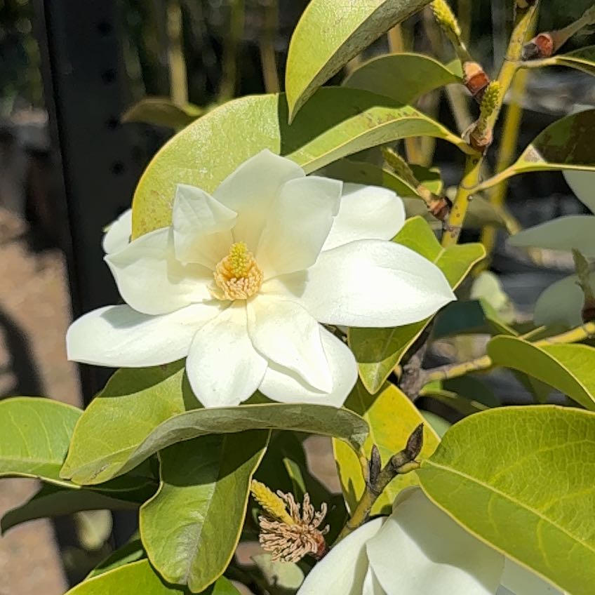 Photo of the plant species Nelumbo Lutea by @LavishKanono93 named da Vinci on Greg, the plant care app