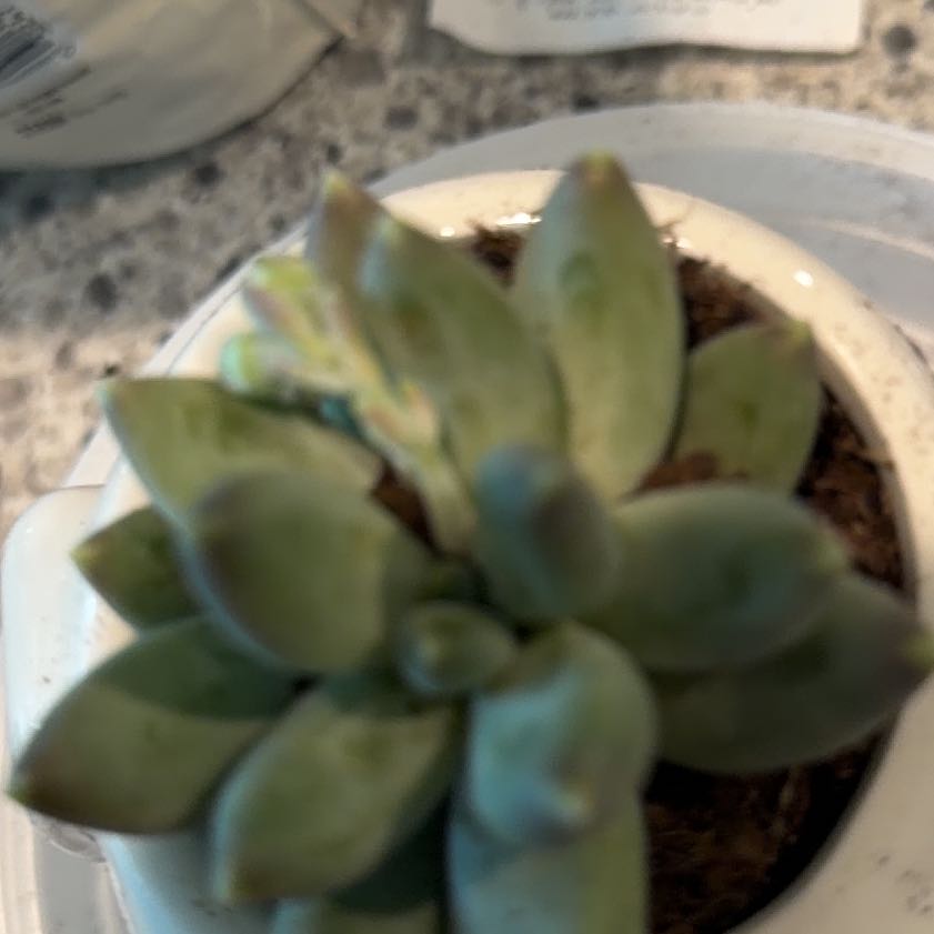 Photo of the plant species Silver Bracts by @ExactHope70 named Noodle on Greg, the plant care app