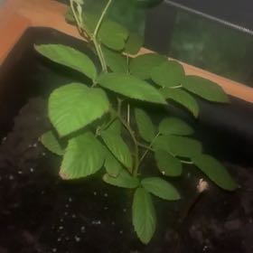 Photo of the plant species Armenian Blackberry by @FlashyWasabi36 named Apollo on Greg, the plant care app