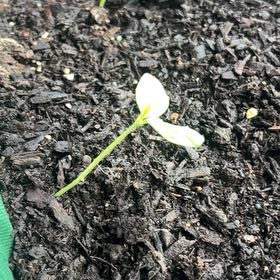 Photo of the plant species Cantaloupe by @FlashyWasabi36 named Harmony on Greg, the plant care app