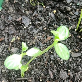 Photo of the plant species Nymphaea 'Yellow Watermelon' by @FlashyWasabi36 named Luna on Greg, the plant care app
