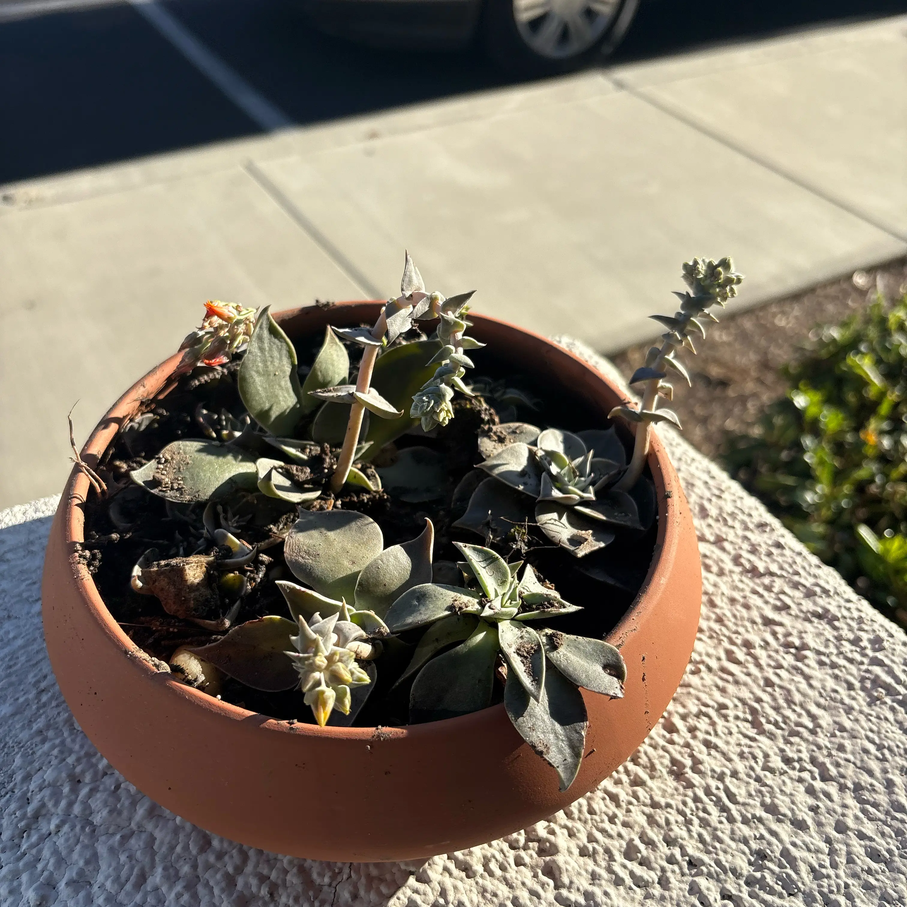 Photo of the plant species San Gabriel River Dudleya by @NathonicaGarden named Jr Senor III IV Winston on Greg, the plant care app