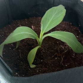 Photo of the plant species Blue Java Banana Tree by @SparklyTyrimnus named Willow on Greg, the plant care app