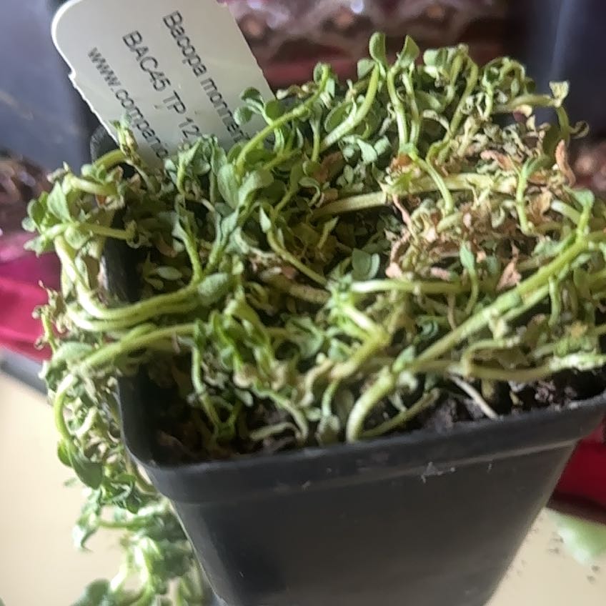 Photo of the plant species Water Hyssop by @SparklyTyrimnus named Naomi on Greg, the plant care app