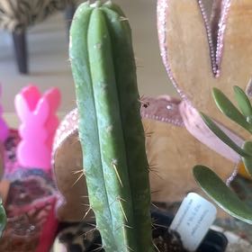 Photo of the plant species Trichocereus bridgesii by @SparklyTyrimnus named Plato on Greg, the plant care app