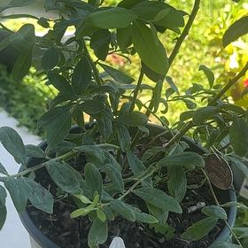 Photo of the plant species Sunshine Blue Blueberry by @SparklyTyrimnus named Aria on Greg, the plant care app
