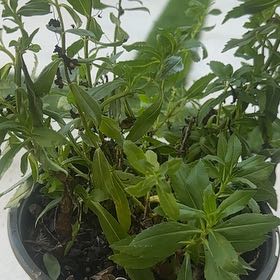 Photo of the plant species Angelonia by @SparklyTyrimnus named Tupot amaroot on Greg, the plant care app