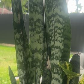 Photo of the plant species Sansevieria Robusta by @SparklyTyrimnus named Beyonce on Greg, the plant care app