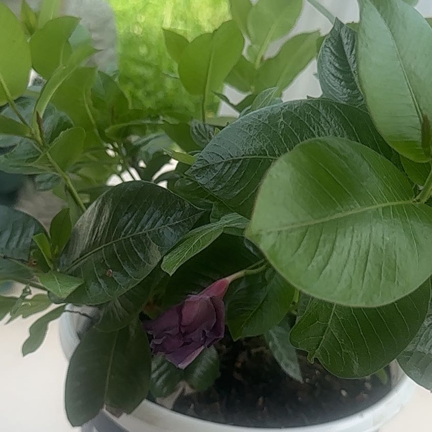 Photo of the plant species 'Bluephoria' by @SparklyTyrimnus named Sigmund on Greg, the plant care app