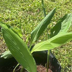 Photo of the plant species Red Ginger by @SparklyTyrimnus named Orlando Bloom on Greg, the plant care app