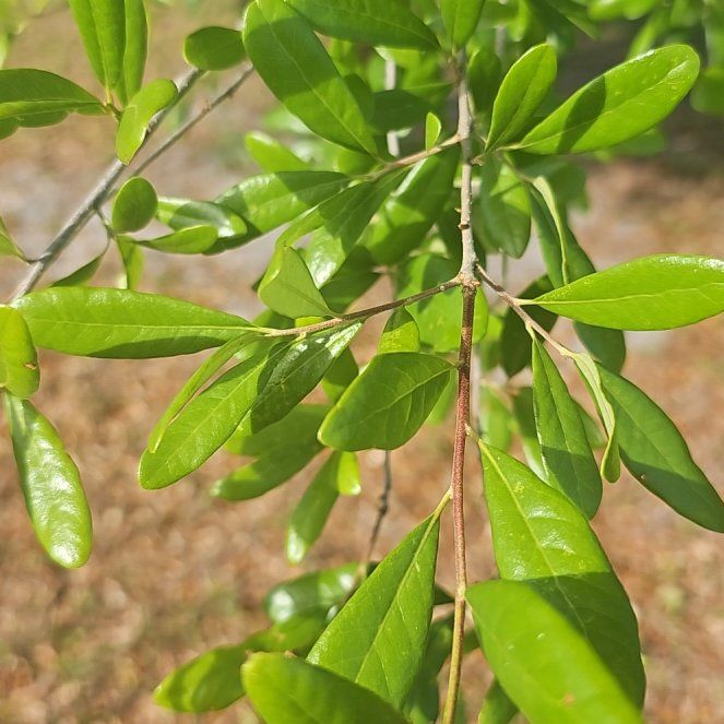 Photo of the plant species Southern Live Oak by @RadIronweed51 named Sanders on Greg, the plant care app