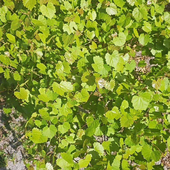 Photo of the plant species Muscadine Grape by @RadIronweed51 named Kendall on Greg, the plant care app