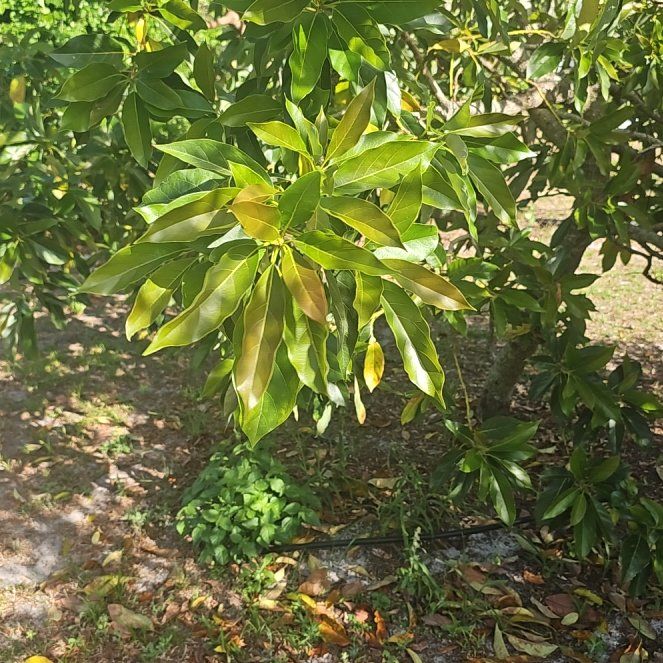 Photo of the plant species Citharexylum Spinosum by @RadIronweed51 named Stella on Greg, the plant care app
