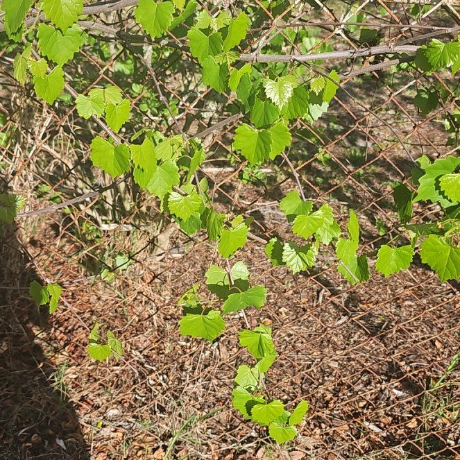 Photo of the plant species Muscadine Grape by @RadIronweed51 named Sproutacus on Greg, the plant care app