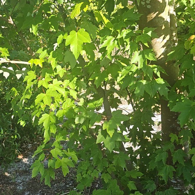 Photo of the plant species Amur Maple by @RadIronweed51 named Remington on Greg, the plant care app