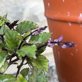 Photo of the plant species Plectranthus ecklonii by @HotTutu50 named Harmony on Greg, the plant care app