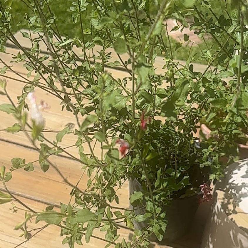 Photo of the plant species Baby Sage by @HotTutu50 named Rosa on Greg, the plant care app