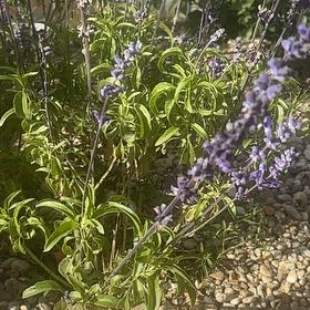 Photo of the plant species Mealycup Sage by @HotTutu50 named Demi on Greg, the plant care app