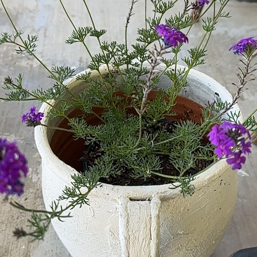 Photo of the plant species Dakota Mock Vervain by @HotTutu50 named Shakira on Greg, the plant care app