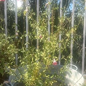 Photo of the plant species Baby Sage by @HotTutu50 named Navajo on Greg, the plant care app