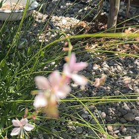 Photo of the plant species Lindheimer's Beeblossom by @HotTutu50 named Planty on Greg, the plant care app