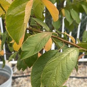 Photo of the plant species Cherry Plum by @HotTutu50 named Nithin on Greg, the plant care app