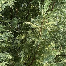 Photo of the plant species Ginger Pine by @HotTutu50 named Hemingway on Greg, the plant care app