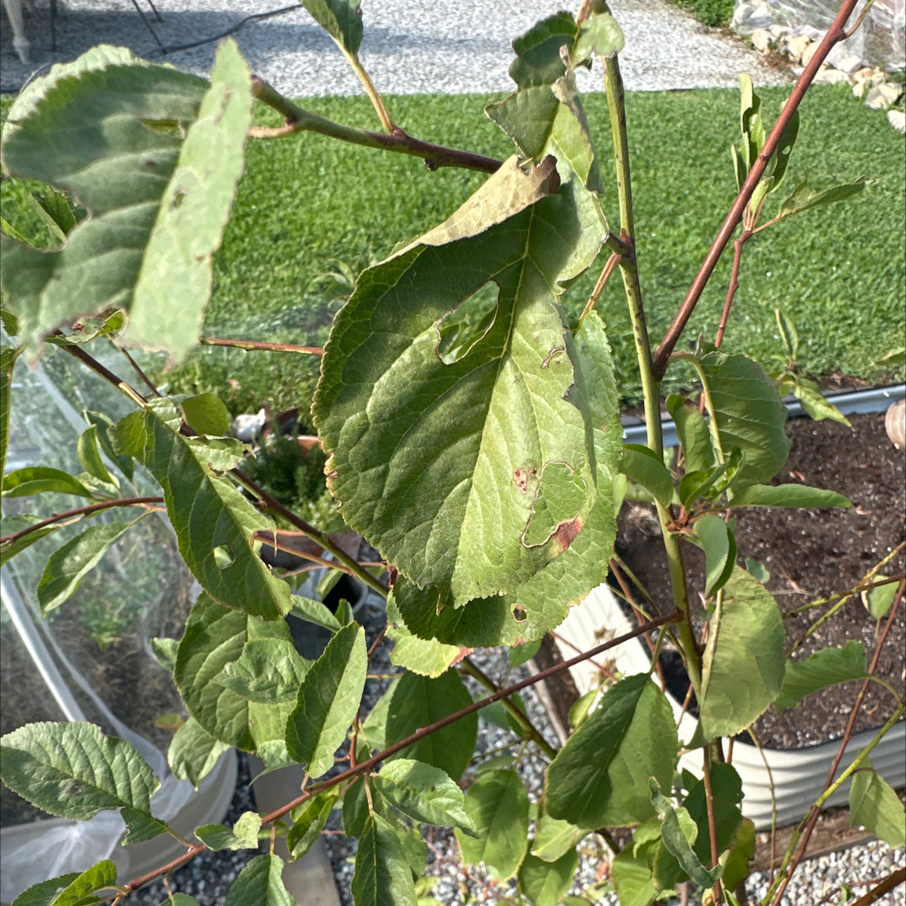 Photo of the plant species Prunus Persica by @HotTutu50 named Daphne on Greg, the plant care app