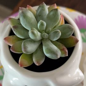 Photo of the plant species Pachyphytum 'Starburst' by @LogicalLentil56 named Sanders on Greg, the plant care app