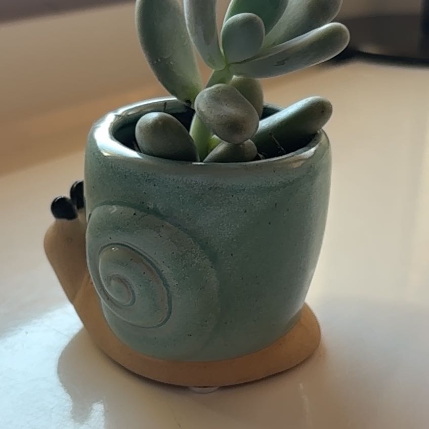 Photo of the plant species Blue Haze by @SydneyEdden named Brussels Sprout on Greg, the plant care app